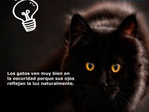 Cuida a tu mascota con Virbac